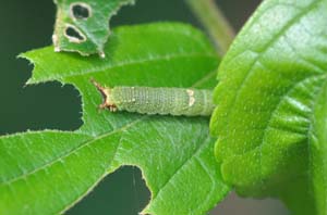 アカボシゴマダラの幼虫