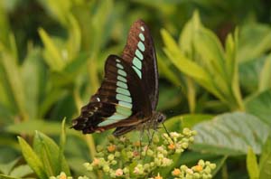 ヤブガラシで吸蜜するアオスジアゲハ