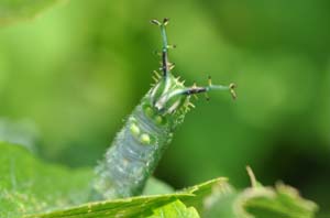 アカボシゴマダラの終齢幼虫