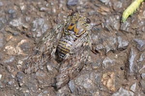 地面を歩くニイニイゼミ