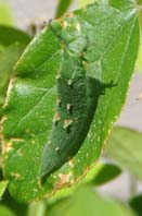 アカボシゴマダラの幼虫