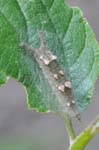 アカボシゴマダラの幼虫