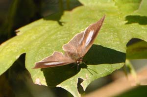 ウラギンシジミの♀ 開翅
