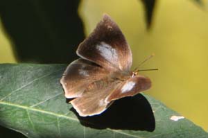 ウラギンシジミの♀ 開翅
