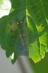 アカボシゴマダラの幼虫