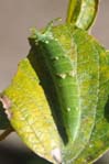 アカボシゴマダラの終齢幼虫