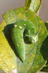 アカボシゴマダラの終齢幼虫