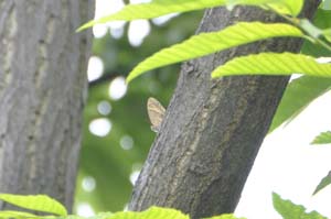 クリの木にナミヒカゲ