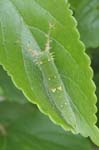 アカボシゴマダラの中齢幼虫