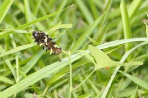 ウマノスズクサには中齢幼虫が1頭見られ、隣の葉には卵が2個
