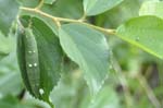 アカボシゴマダラの幼虫
