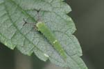 アカボシゴマダラの幼虫