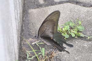 クロアゲハの♂