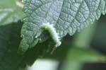 アカボシゴマダラの初齢幼虫