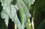 アカボシゴマダラの幼虫