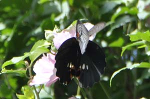 ナガサキアゲハの♀
