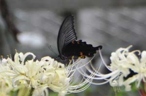 クロアゲハ♀