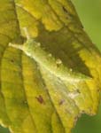アカボシゴマダラの幼虫