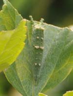 アカボシゴマダラ幼虫
