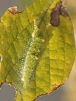 アカボシゴマダラ幼虫