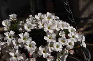 ILUX