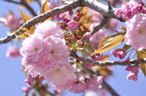 八重桜