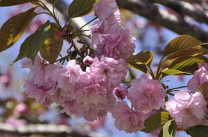 八重桜