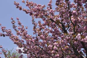 八重桜