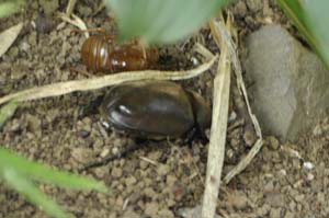 カブトムシの♀