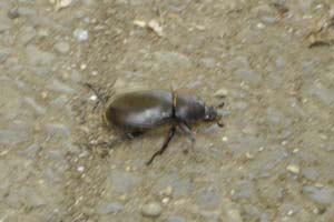 カブトムシの♀
