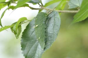 アカボシゴマダラの幼虫