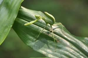 カマキリ