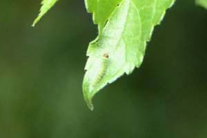 アカボシゴマダラの幼虫?