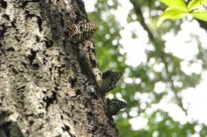 クヌギの樹液に来るアカボシゴマダラ