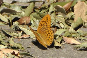 ウラギンヒョウモン?