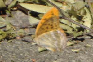 ウラギンヒョウモン?