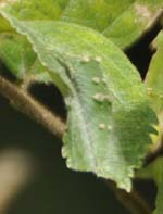 アカボシゴマダラの幼虫