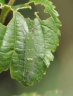 アカボシゴマダラの幼虫