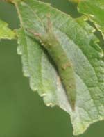 アカボシゴマダラの幼虫