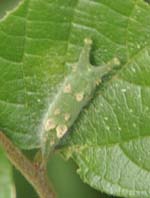 アカボシゴマダラの幼虫