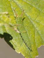 ゴマダラチョウの幼虫