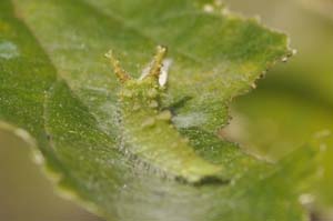 アカボシゴマダラの幼虫