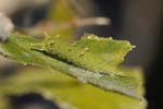 アカボシゴマダラの幼虫