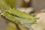 アカボシゴマダラの幼虫