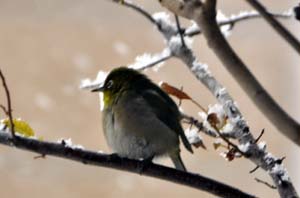 雪にたたずむメジロ