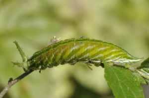 アカボシゴマダラの幼虫