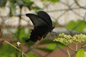 NAQn
