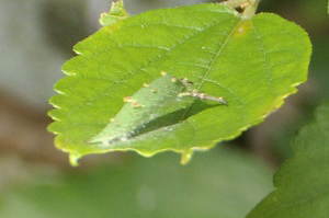 アカボシゴマダラ幼虫
