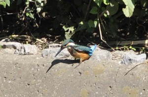 カワセミ