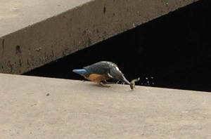 小柄なほうのカワセミ